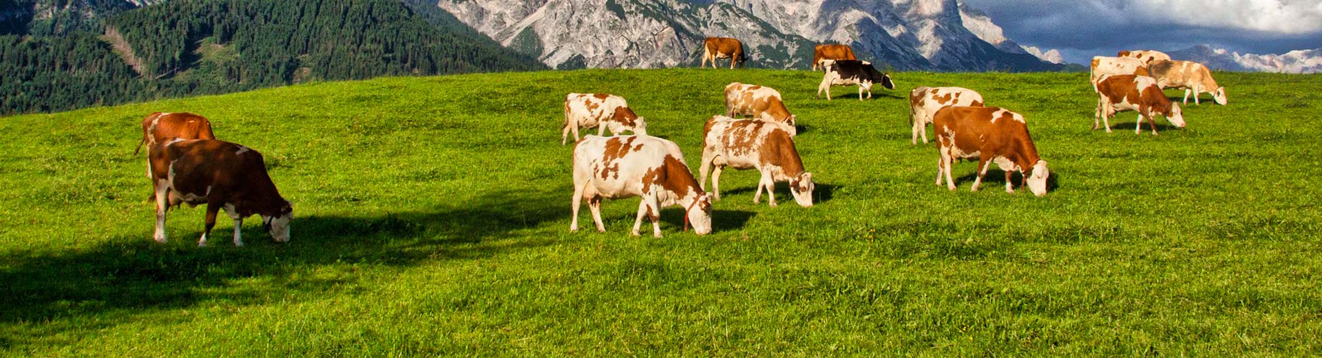 Tierwohl und Tierhaltung